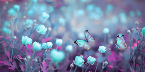 Fotomurales - Wild light blue flowers in field and two fluttering butterfly on nature outdoors, close-up macro. Magic artistic image. Toned in blue and purple tones.