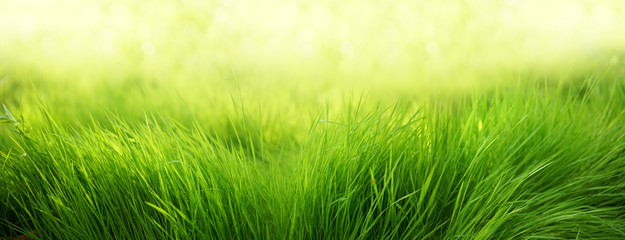 Poster - Natural green background of young juicy grass in sunlight with beautiful bokeh. Lush grass close-up in nature outdoors, wide format with copy space.