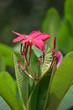 beautiful red flowers of plumeria on the background of green leaves macro in thailand