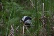 Badgers, meles meles, browsing and searching amongst the spring new bracken growth of their sett during a warm spring evening in May, Scotland.