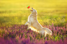 Golden Retriever Play With Ball  In Violet Salvia Flowers