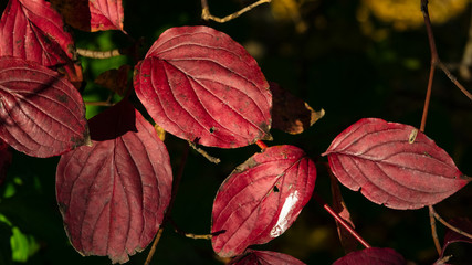 Leaves of Siberian dogwood or Cornus alba in autumn sunlight with bokeh background, selective focus, shallow DOF