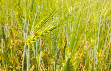 Ladybird sitting on the ear of barley in a grain field