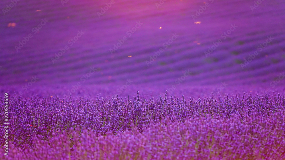 CLOSE UP: Insects fly over the sunlit lavender shrubs on a calm summer evening. - obrazy, fototapety, plakaty 