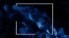 Moonlight On The Leaves In The Forest, A Ray Of Light In The Dark. Blue Neon. Nature At Night. White Frame, Poster