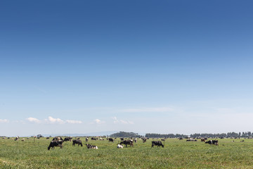 Wall Mural - Milk cow of the Holstein breed Friesian. To graze on green field.