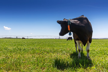 Wall Mural - Milk cow of the Holstein breed Friesian. To graze on green field.