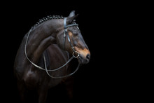 Horse Portrait In Bridle Isolated On Black Background