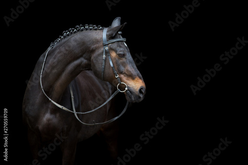 Cuadros en Lienzo Horse portrait in bridle isolated on black background