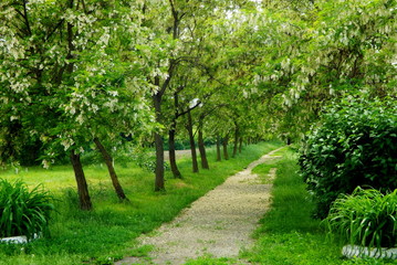  path in garden