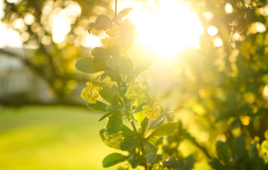 Wall Mural - selective focus. yellow small flowers on a tree, with a blurred green background