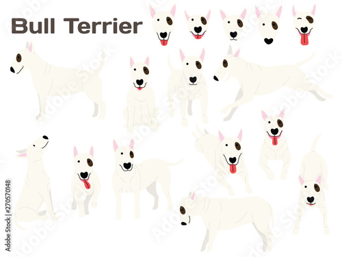 Fotomural bull terrier,dog in action,happy dog