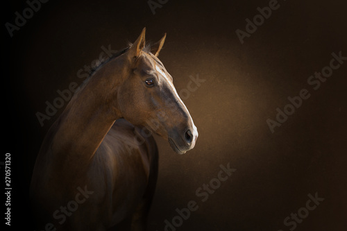 Fotografía portrait of a akhal-take horse on the dark background