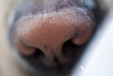 Fototapeta Dmuchawce - Dogs nose