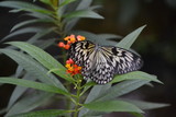 Fototapeta Krajobraz - Schmetterling in der Wilhelma in Stuttgart