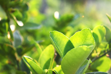 Wall Mural - green leaves of tree