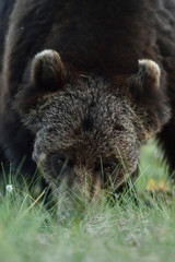 Wall Mural - brown bear closeup