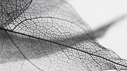 Skeletal background of leaves.