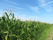 Corn field against blue sky and white clouds. Young corn stalks with cobs, green plants, agricultural industry in summer