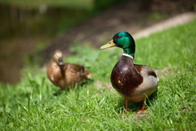 One Beautiful Duck Walks In The Park