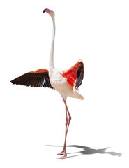 Wall Mural - beautiful pink flamingo posing. isolated on white background