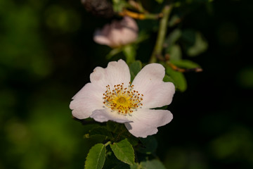 Wall Mural - wild ornament of nature , wild rose