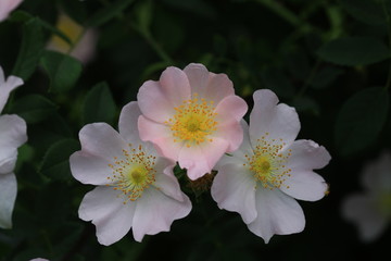 Wall Mural - wild ornament of nature , wild rose