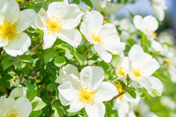  white flowers of wild rose