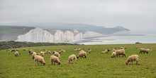 Seven Sisters National Park, White Cliffs, East Sussex, England