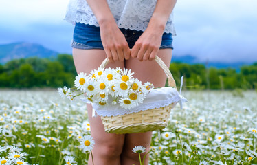 Girl holding a straw basket with daisies on a chamomile field