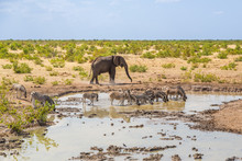 Waterhole In Etosha Savanna With Elephant And Zebras, Blue Sky