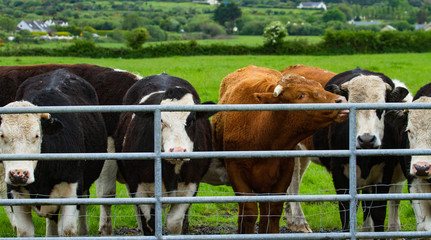 Wall Mural - Young cows looking out from behind metal gate barrier in rural Ireland