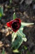 tulipan czerwony