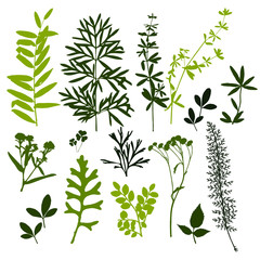 Wall Mural - Set of silhouettes of botanical elements. Branches with leaves, herbs, wild plants, trees. Garden and forest collection of leaves and grass. Vector illustration on white background - Vector Graphics