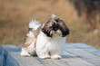 Portrait of brown and white Shih Tzu puppy dog