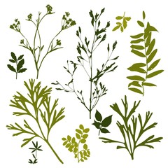 Wall Mural - Set of silhouettes of botanical elements. Branches with leaves, herbs, wild plants, trees. Garden and forest collection of leaves and grass.  illustration on white background 