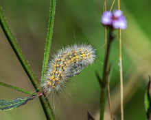 Salt Marsh Caterpillar On A Plant Leaf Along The Nature Trail!