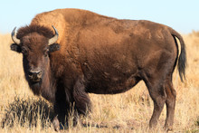 American Bison On The High Plains Of Colorado