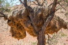 Bird's Nest, Namibia