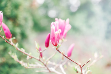 Wall Mural - Beautiful macro of purple pink magnolia flowers on tree branches. Sun light from above. Pale light faded pastel tones. Artistic amazing spring nature. Natural floral background with copyspace