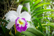 white flowers or cattaleya orchid flowers blooming in the nature garden background