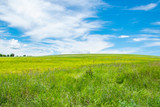 Fototapeta Sawanna - Tranquil scenic view of green grass field and white cloudy sky