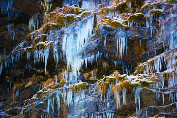 Wall Mural - Icicles inside of the forest