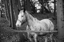 Black And White Portrait Of A Speckled White Horse Standing In The Woods