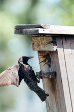 Starling Flying To The Birdhouse