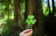 © Carolyn Lagattuta/Stocksy - Large clover being held in front of a redwood tree