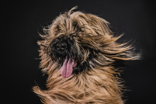 Briard Dog Portrait With Flying Hair