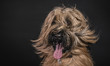 © Robert Kohlhuber/Stocksy - Briard dog portrait with flying hair
