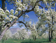 © The Nature Gallery/Stocksy - Pear orchard blossoming in spring, eastern Washington along the Columbia River.  Photographed with Linhof Technika IV view camera on Fuji Velvia 50 film.