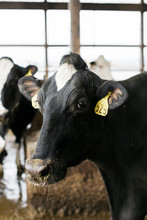 Dairy Cow Portrait In Barn